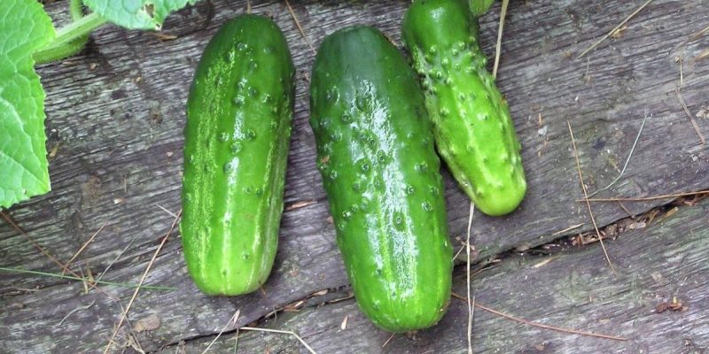 Огурцы, которые я никогда высаживать у себя больше не буду